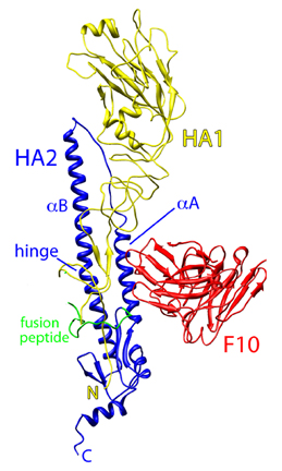 Ribbon diagram of the influenza virus H5 Ribbon diagram of the influenza virus H5